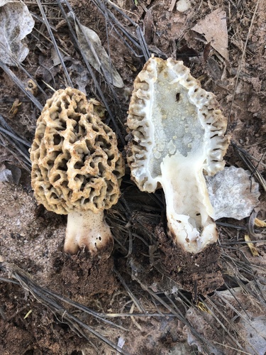 American yellow morel