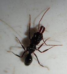 Odontomachus troglodytes