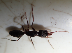 Odontomachus troglodytes