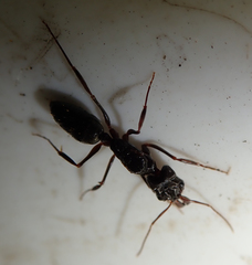 Odontomachus troglodytes