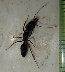 Odontomachus troglodytes
