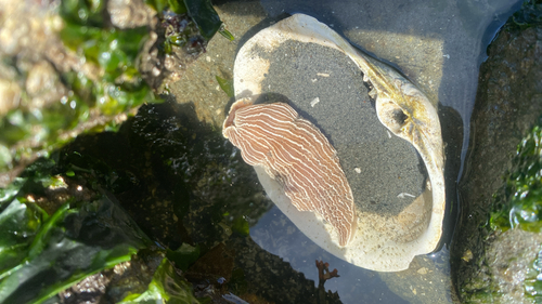 Armina californica
