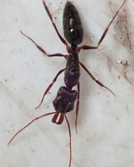 Odontomachus troglodytes