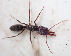 Odontomachus troglodytes