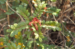 Pistacia weinmanniifolia