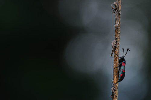 Five-spot Burnet, São Pedro do Sul, 3660, Portugal, photo 10 of 10