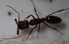 Odontomachus troglodytes