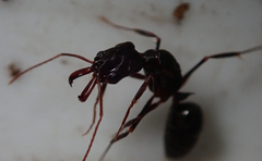Odontomachus troglodytes