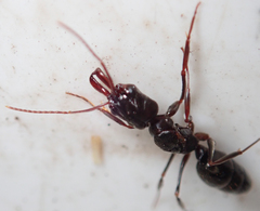 Odontomachus troglodytes