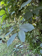 Passiflora emarginata, photograph (c) John Ocampo, some rights reserved (CC BY)