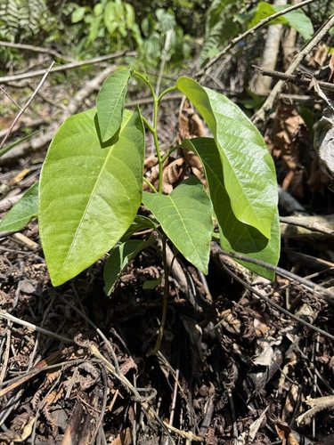 Passiflora emarginata, photograph 2