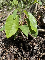 Passiflora emarginata, photograph (c) John Ocampo, some rights reserved (CC BY)