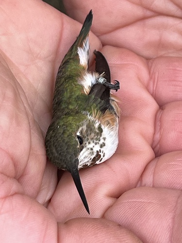 Rufous Hummingbird photographed in Alaska