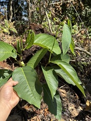 Passiflora emarginata