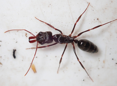 Odontomachus troglodytes