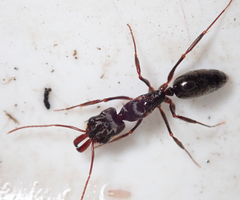 Odontomachus troglodytes