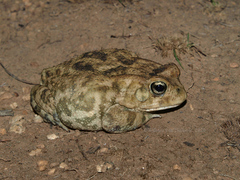 Sclerophrys garmani
