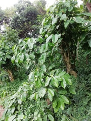 Coffea canephora