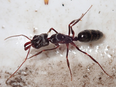 Odontomachus troglodytes