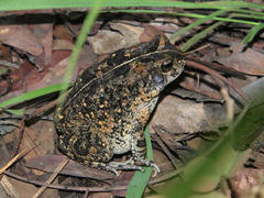 Sclerophrys pusilla