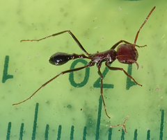 Ocymyrmex barbiger