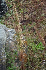 Laennecia sophiifolia, photograph author not stated, no rights reserved