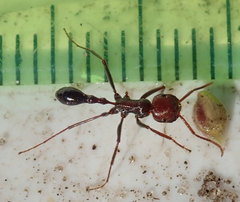 Ocymyrmex barbiger