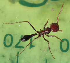 Ocymyrmex barbiger