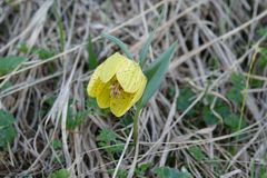Fritillaria collina
