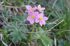 Anemonastrum fasciculatum