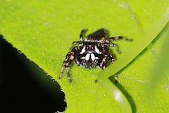 Metaphidippus manni