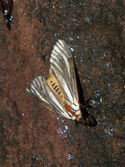 Spilosoma euryphlebium