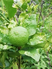 Citrus × latifolia