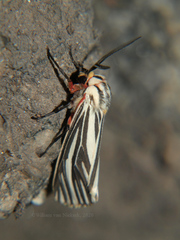 Spilosoma euryphlebium