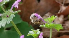 Anthophora villosula