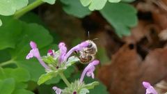 Anthophora villosula