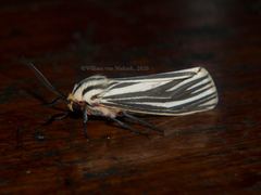 Spilosoma euryphlebium