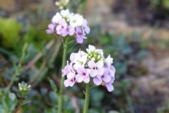 Cardamine uliginosa