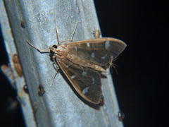 Pramadea ovialis