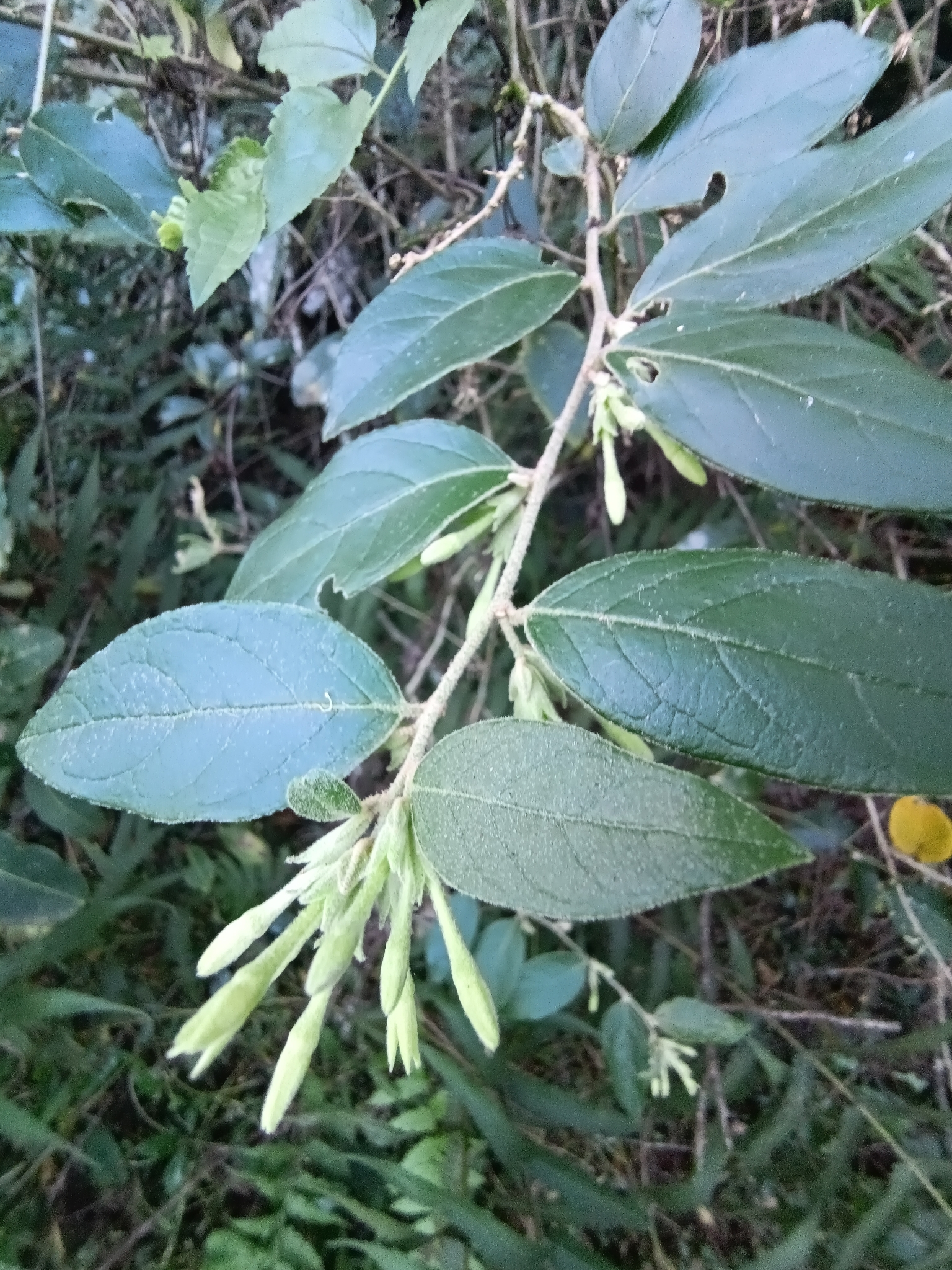 Cestrum strigillatum