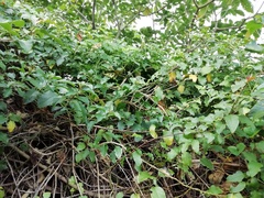 Phytolacca dodecandra