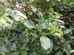 Psychotria capensis capensis