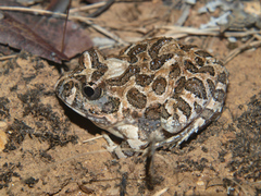 Tomopterna tuberculosa