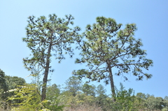 Pinus yunnanensis