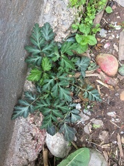 Geum laciniatum