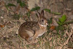 Sylvilagus brasiliensis