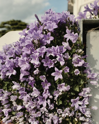 Campanula portenschlagiana