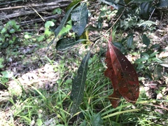 Elaeocarpus zollingeri