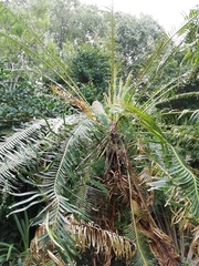 Cycas thouarsii