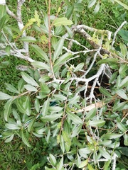 Ochna barbosae